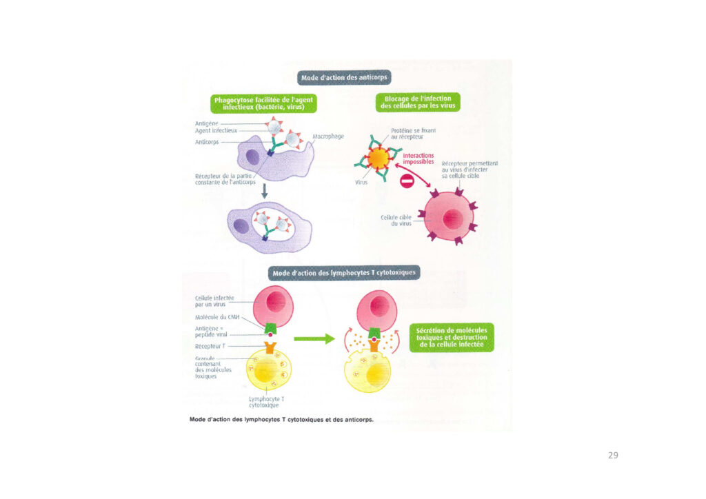 Schéma des modes d'élimination d'un agent pathogène