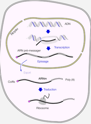Schéma de la production de l'ARN messager