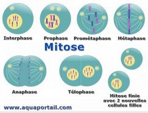 Schéma de la mitose