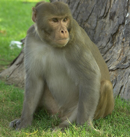 Macaque rhésus, porteur sain du SV40